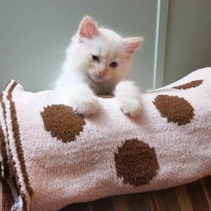 Meet your Posher, Dora